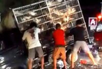 1760680714454-mobil-pikap-muat-ayam-potong-terguling-usai-ditabrak-innova-di-polman-1760665503622_169
