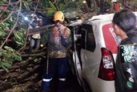 1761587310038-pohon-tumbang-1761578483472_169