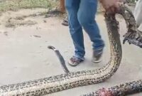 1761717907153-ular-piton-sepanjang-7-meter-muncul-di-kawasan-pemukiman-warga-di-kendari-1761699757054_169