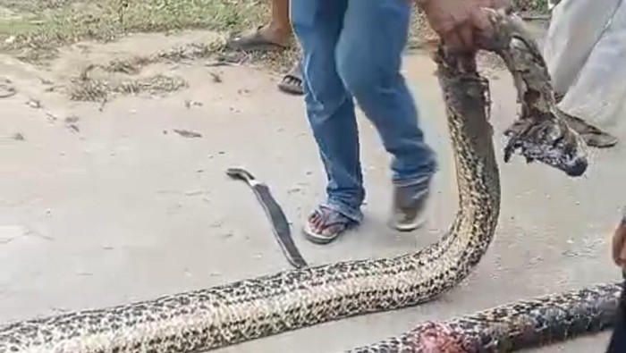 1761717907153-ular-piton-sepanjang-7-meter-muncul-di-kawasan-pemukiman-warga-di-kendari-1761699757054_169