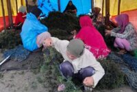 1761911863988-produksi-rumput-laut-di-takalar-mencapai-463155-ton-hingga-september-2025-dokumen-istimewa-1761896843067_169