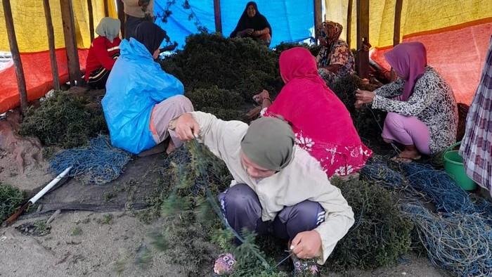 1761911863988-produksi-rumput-laut-di-takalar-mencapai-463155-ton-hingga-september-2025-dokumen-istimewa-1761896843067_169