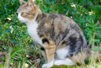 1761933986142-kucing-berak-sembarangan-1761716006330_169