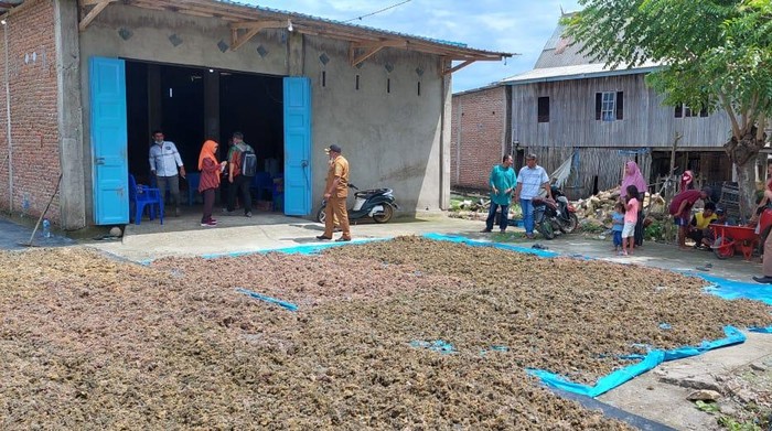 1761934079298-kabupaten-takalar-memiliki-lahan-budi-daya-rumput-laut-seluas-lebih-dari-3000-hektare-1761916039012_169