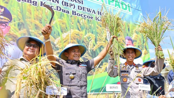 1762257622396-bupati-bone-andi-asman-sulaiman-saat-melakukan-panen-padi-di-kecamatan-dua-boccoe-beberapa-saat-lalu-agung-pramonodetiksulsel-1762252802536_169