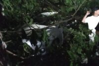 1762580988927-pohon-tumbang-timpa-mobil-di-jalan-perintis-kemerdekaan-makassar-1762570875146_169