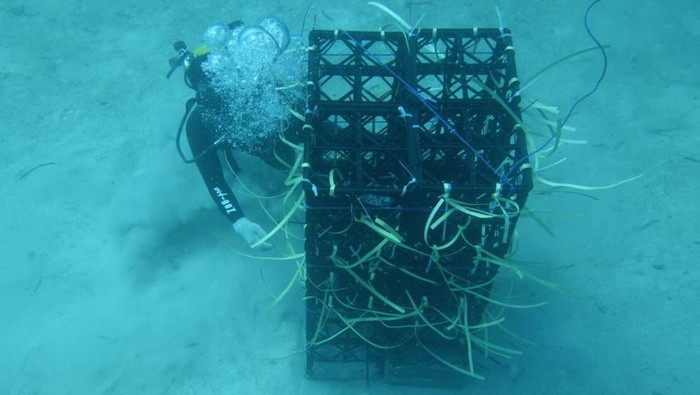 1763100194717-gubernur-sulsel-andi-sudirman-sulaiman-menyiapkan-11-hektare-laut-untuk-program-apartemen-ikan-1763087306104_169