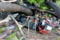 1763185697306-seorang-pengendara-motor-tertimpa-pohon-tumbang-di-kota-makassar-pagi-tadi-1763182587342_169