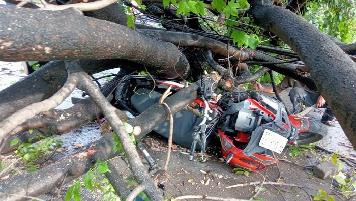 1763185697306-seorang-pengendara-motor-tertimpa-pohon-tumbang-di-kota-makassar-pagi-tadi-1763182587342_169