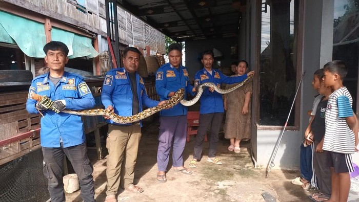 1763315229885-ular-piton-1763296264013_169