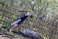 1763315306356-warga-hendak-menebas-ular-piton-yang-memangsa-sapi-di-konawe-1763295632961_169