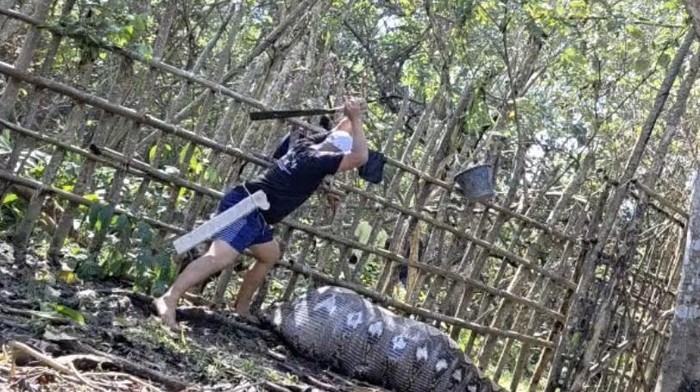 1763315306356-warga-hendak-menebas-ular-piton-yang-memangsa-sapi-di-konawe-1763295632961_169