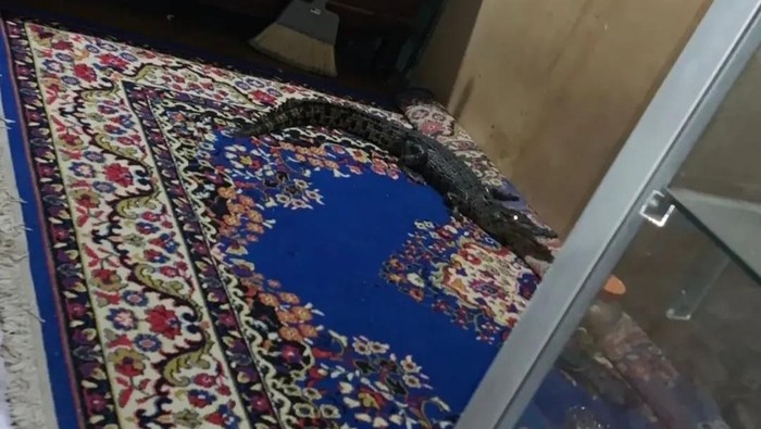 1763464148165-buaya-1763442186063_169