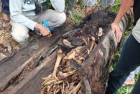 1763701651018-kerangka-manusia-ditemukan-di-pohon-1757514425480_169