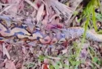 1764111943217-penampakan-ular-piton-7-meter-yang-lilit-petani-hingga-tewas-di-buton-selatan-1764040099667_169