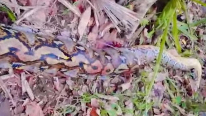 1764111943217-penampakan-ular-piton-7-meter-yang-lilit-petani-hingga-tewas-di-buton-selatan-1764040099667_169