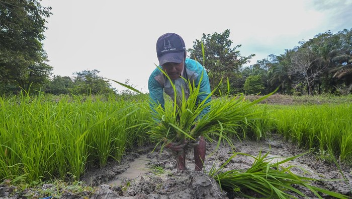 1764155299644-program-optimasi-sasaran-tanam-padi-di-jambi-1_169