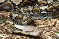 1764479425758-ilustrasi-ular-piton_169