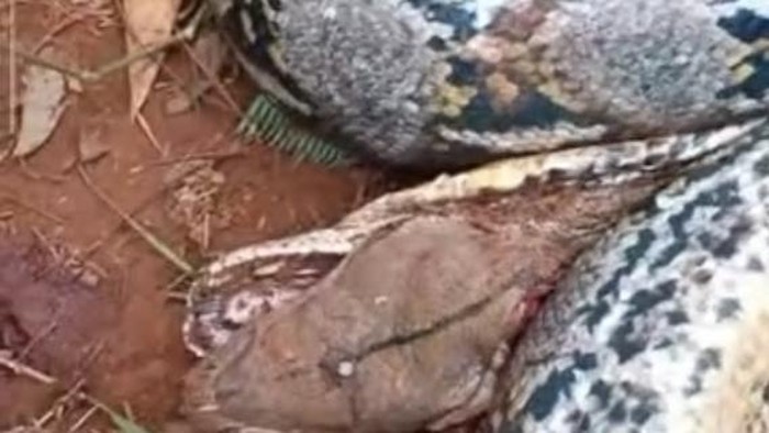 1764522568723-ular-piton-1764496415039_169