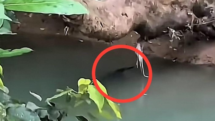 1765192038275-buaya-3-meter-1765171409789_169