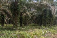 1765278485972-pemprov-sulsel-menegaskan-status-lahan-yang-menjadi-lokasi-pembangunan-markas-tni-di-luwu-utara-adalah-sah-milik-pemerintah-1765265954760_169