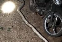 1765451226159-ular-piton-5-meter-mati-ditebas-warga-usai-mangsa-kambing-di-muna-barat-1765433684092_169