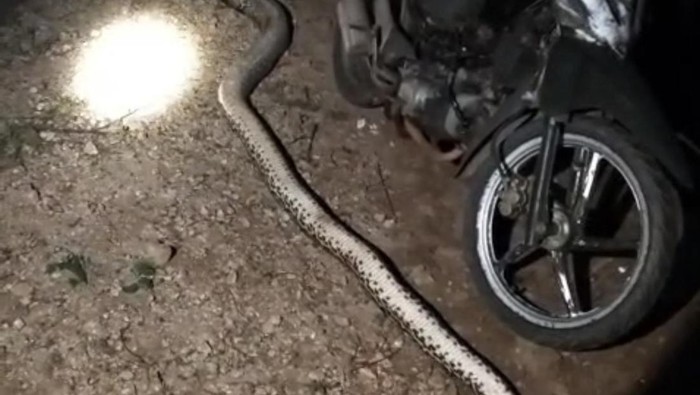 1765451226159-ular-piton-5-meter-mati-ditebas-warga-usai-mangsa-kambing-di-muna-barat-1765433684092_169