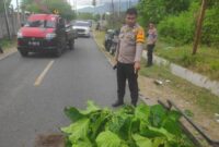 1765472829039-bone-bolango-1765459526021_169