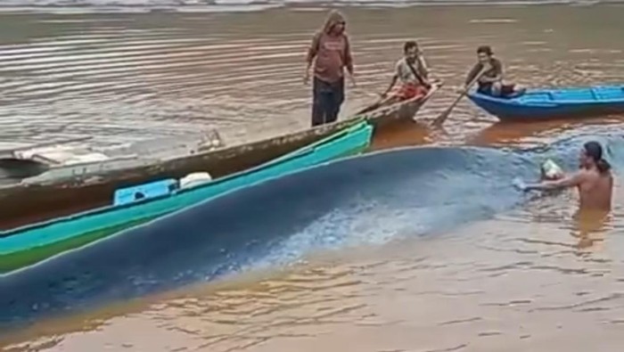 1765710468892-heboh-seekor-ikan-paus-terdampar-di-perairan-morowali-utara-di-area-pertambangan-1765701575372_169