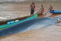 1765710479119-heboh-seekor-ikan-paus-terdampar-di-perairan-morowali-utara-di-area-pertambangan-1765701575372_169
