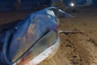 1765732087717-heboh-seekor-ikan-paus-terdampar-di-perairan-morowali-utara-di-area-pertambangan-1765711723724_43