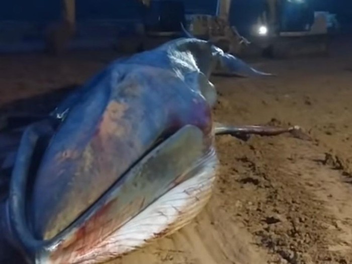 1765732087717-heboh-seekor-ikan-paus-terdampar-di-perairan-morowali-utara-di-area-pertambangan-1765711723724_43