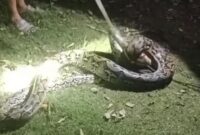 1765883216169-warga-di-muna-barat-menangkap-ular-piton-4-meter-yang-memangsa-ayam-1765875585378_169
