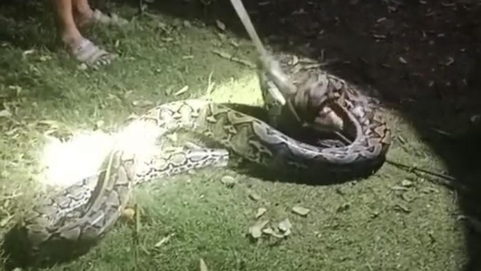 1765883216169-warga-di-muna-barat-menangkap-ular-piton-4-meter-yang-memangsa-ayam-1765875585378_169