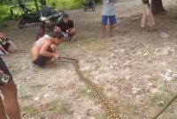 1766056129371-ular-piton-5-meter-di-polman-mati-ditebas-warga-1766049226628_169