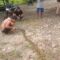 1766056129371-ular-piton-5-meter-di-polman-mati-ditebas-warga-1766049226628_169