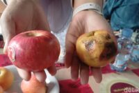 1767157739231-apel-busuk-1767081196417_169