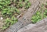 1767870443992-buaya-berukuran-3-meter-menampakkan-dirinya-di-dekat-pemukiman-warga-di-desa-lautang-wajo-1767856286796_169