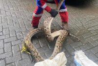 1767956902952-petugas-damkarmat-makassar-mengevakuasi-ular-piton-4-meter-di-permukiman-warga-tallo-makassar-1767937485917_169