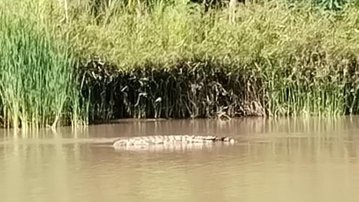 1769361053810-kemunculan-seekor-buaya-di-sungai-mandar-beberapa-waktu-lalu-terekam-kamera-warga-1766990519169_169