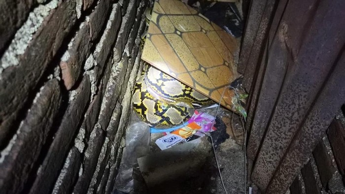 1769425732155-ular-piton-5-meter-berkeliaran-dalam-rumah-warga-di-makassar-1769403463812_169