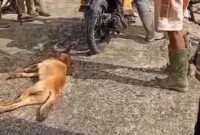 1769490446767-warga-menangkap-anjing-liar-yang-menggigit-4-orang-di-enrekang-1769484105685_169