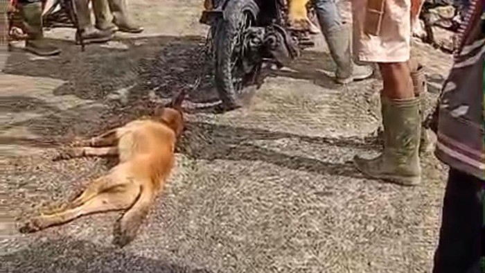 1769490446767-warga-menangkap-anjing-liar-yang-menggigit-4-orang-di-enrekang-1769484105685_169