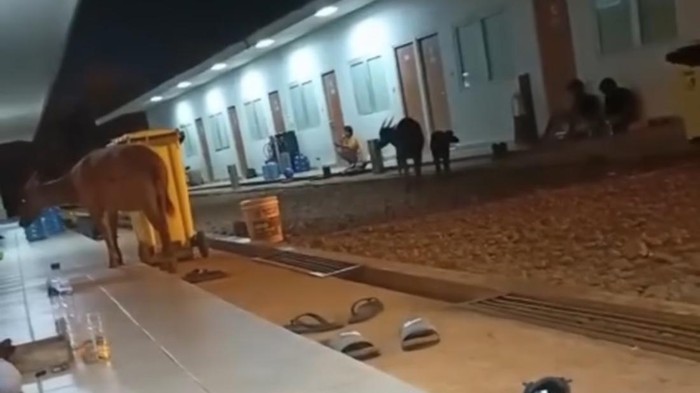 1769512079416-tangkapan-layar-anoa-muncul-di-kawasan-pertambangan-pt-sulawesi-cahaya-mineral-scm-di-konawe-1769496740615_169